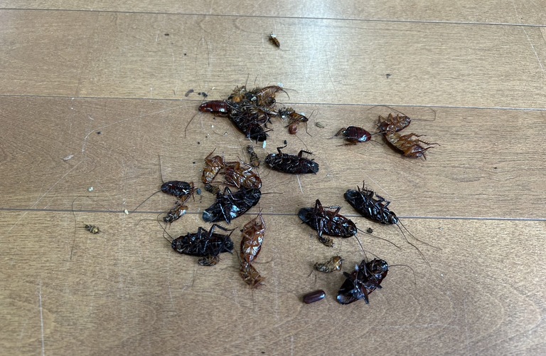 吉野町の害虫駆除ならお任せ！蜂の巣駆除！即日対応！便利屋スリーピース！