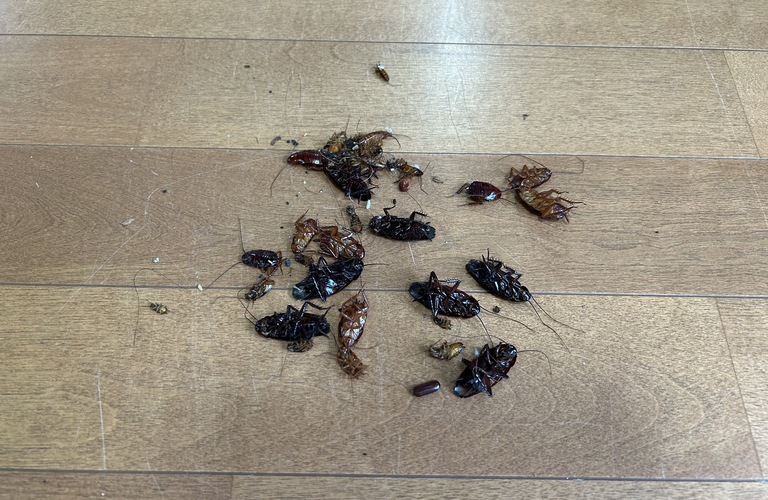 天理で害虫駆除ならお任せください！便利屋スリーピース！！！